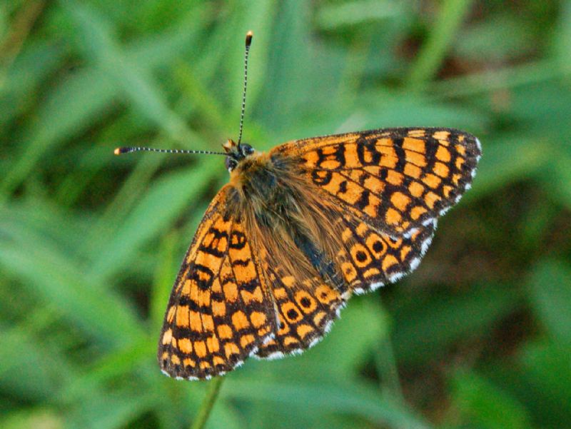 Melitaea cinxia?? S